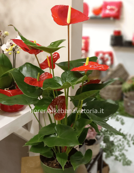 Pianta di anthurium