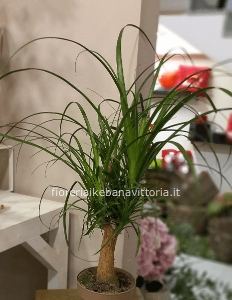 Pianta di beucarnea ( mangiafumo)