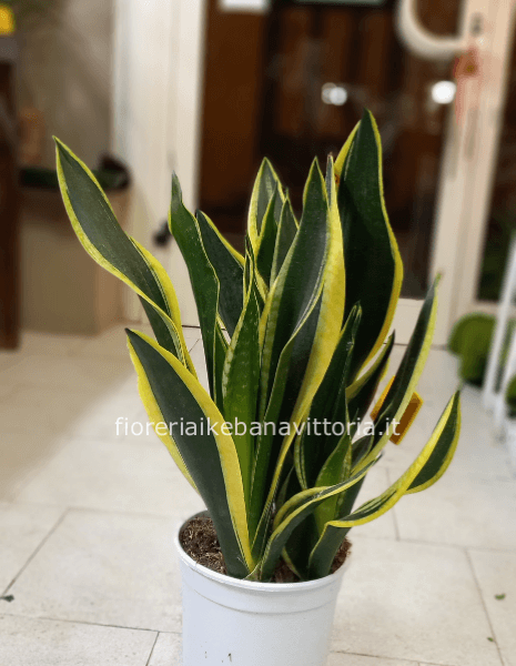 Pianta di sansevieria