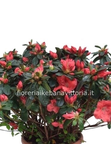 Azalea in vaso