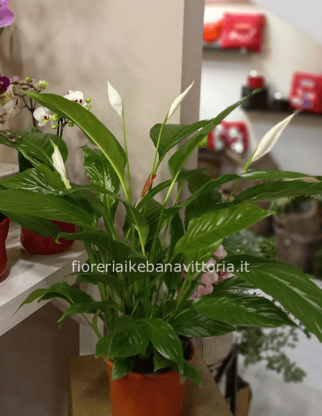 Pianta di Spathifillum.