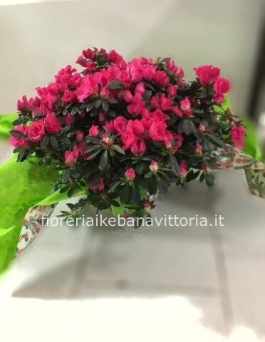 Azalea chioma da25CM