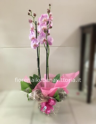 Orchidea 2 steli in varie colorazioni