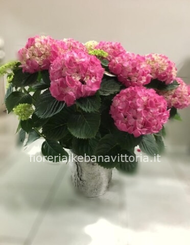 ORTENSIA VARI COLORI