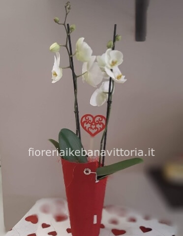 Orchidea in colori diversi con vaso in tessuto di colori diversi (rosso,tortora e marrone)