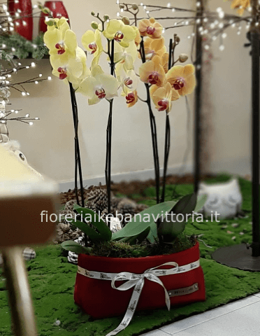 Orchidea
