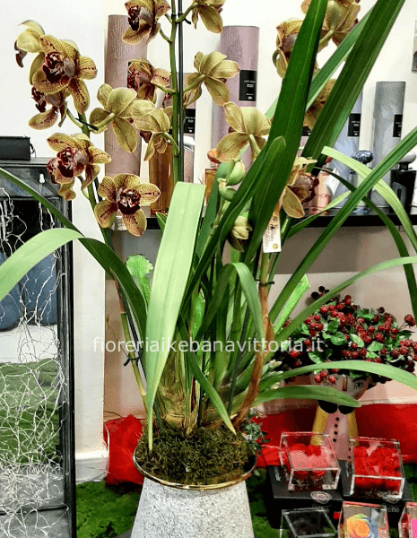 Pianta con vaso particolare