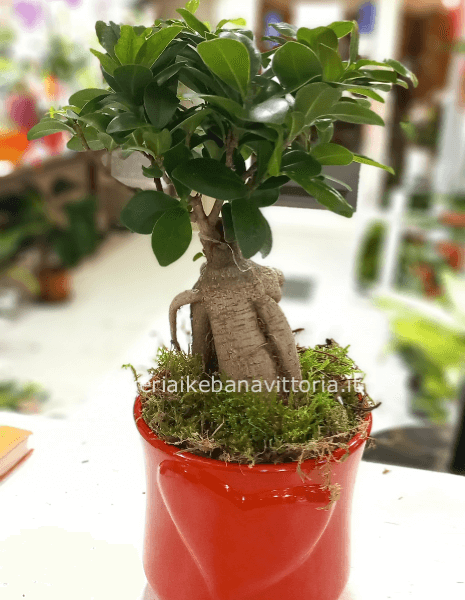 Pianta di bonsai con vaso cuori