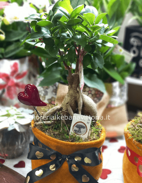 Pianta di bonsai con saccoccio