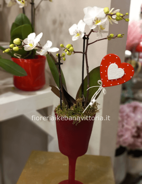 Pianta di phalaenopsis con bicchiere