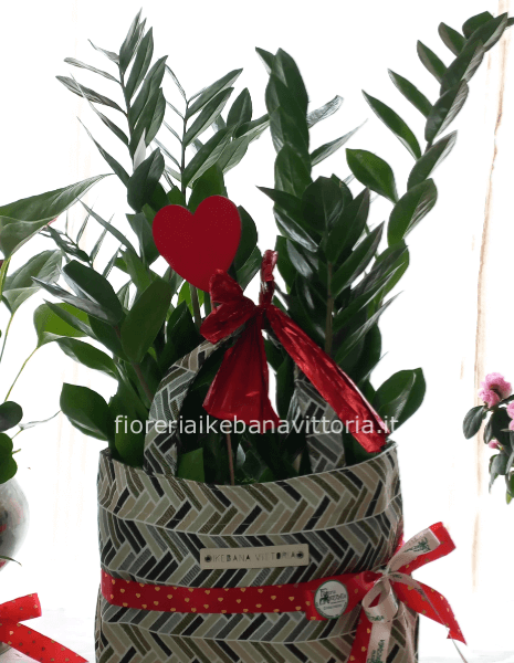 Pianta di zamia con shopping bag.