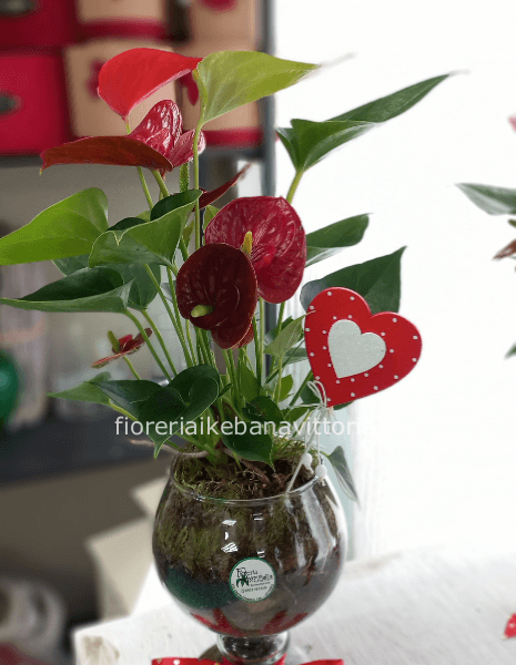 Pianta  di anthurium