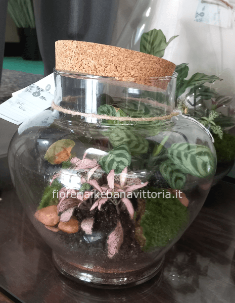 Terrarium H14cm ,D15cm