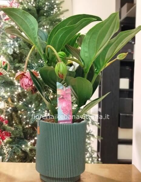 Medinilla
