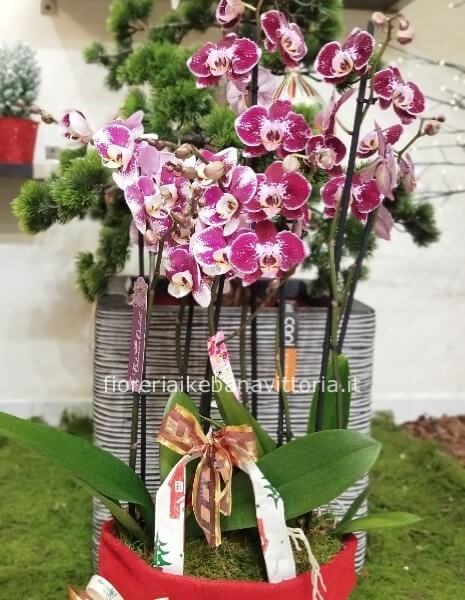 Orchidea con shopping bag natalizia