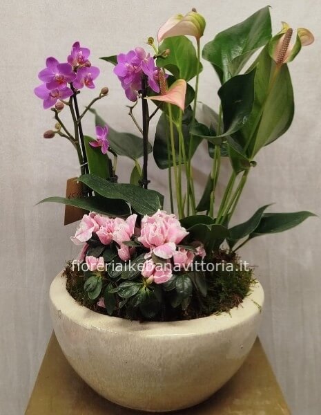 Composizione di piante miste su vaso ceramica