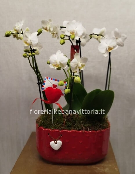 Composizione di mini piante di orchidee su vaso di ceramica