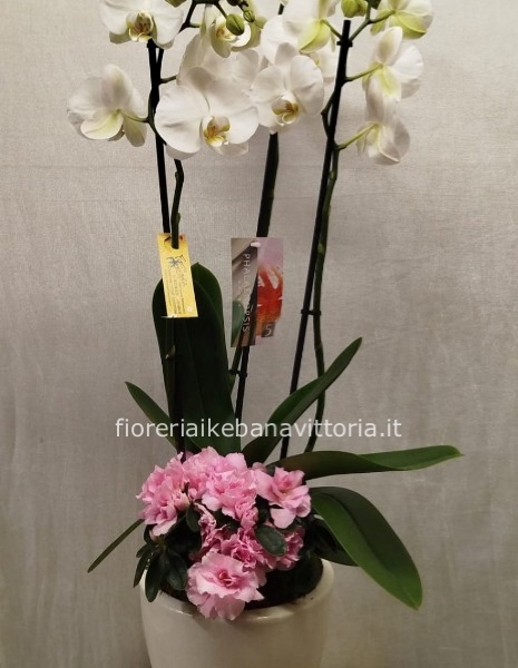 Composizione di piante di orchidea e azalea su vaso di ceramica