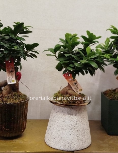 Bonsai con vaso in vetro  color ambra