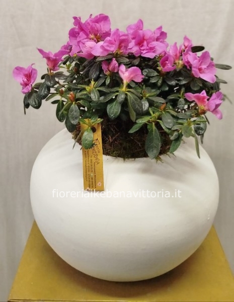 Azalea con vaso in ceramica