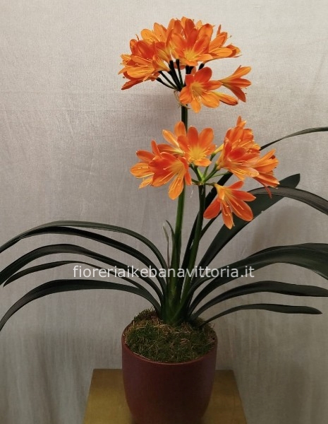 Pianta di clivia con vaso